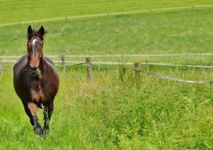 Bewegung im Aktivstall in Mainburg